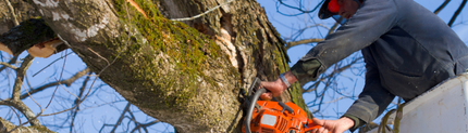 The Art of Tree Surgeons: An Unspoken Mastery